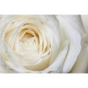 Fototapetes  Baltā roze