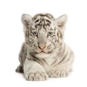 Fototapetes  Baltais tiģeris