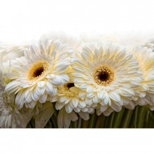 Fototapetes Baltas gerberas     
