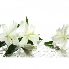 Fototapetes  Baltās lilijas         