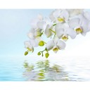 Fototapetes  Baltas orhidejas          