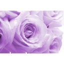 Fototapetes  Violetas rozes         