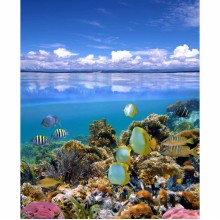 Фотообои  Коралловый риф    