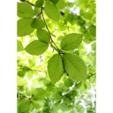 Фотообои Листья ореха    