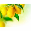Fototapetes Nogatavojušies citroni    