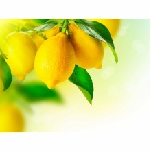 Fototapetes Nogatavojušies citroni    