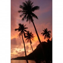 Фотообои Пальмы на закате