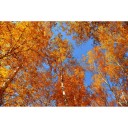 Фотообои Осенние берёзы        