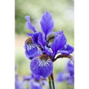 Fototapetes Iris    