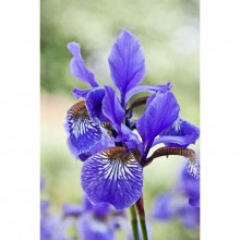Fototapetes Iris    