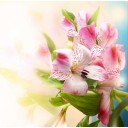 Fototapetes Lilijas    