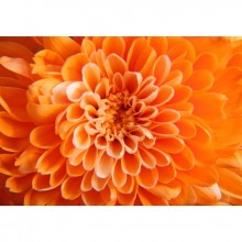 Fototapetes Oranža zieds    