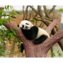 Fototapetes Panda    