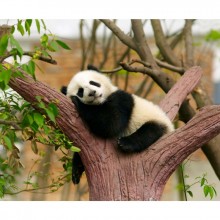 Fototapetes Panda    