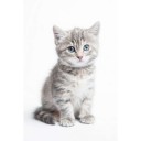 Фотообои  Серый котёнок      