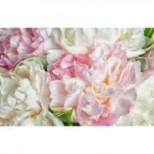 Fototapetes Peonijas    