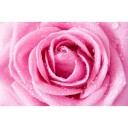 Fototapetes  Purpura roze