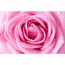Fototapetes  Purpura roze