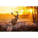 Fototapetes Rīta saule    