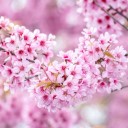 Fototapetes Rozā sakura    