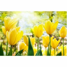 Fototapetes  Saules tulpes          
