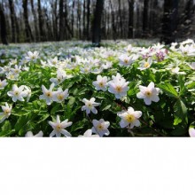 Fototapetes Sniegpulkstenītes mežā ER-099  