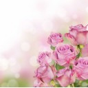 Fototapetes Spožas rozes