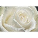 Fototapetes  Svaiga roze          
