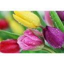 Fototapetes Tulpes         