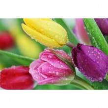 Fototapetes Tulpes         