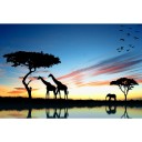 Fototapetes  Vakars Savanna       