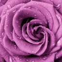Fototapetes Violetā roze    