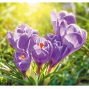 Fototapetes Violeta krokusi ER-040    
