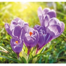 Fototapetes Violeta krokusi ER-040    