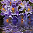 Fototapetes Violetie krokusi    
