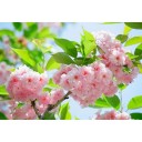 Fototapetes  Ziedēšanas sakuras    