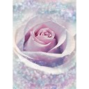 Fototapetes  Zieds Violeta roze    