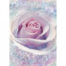 Fototapetes  Zieds Violeta roze    